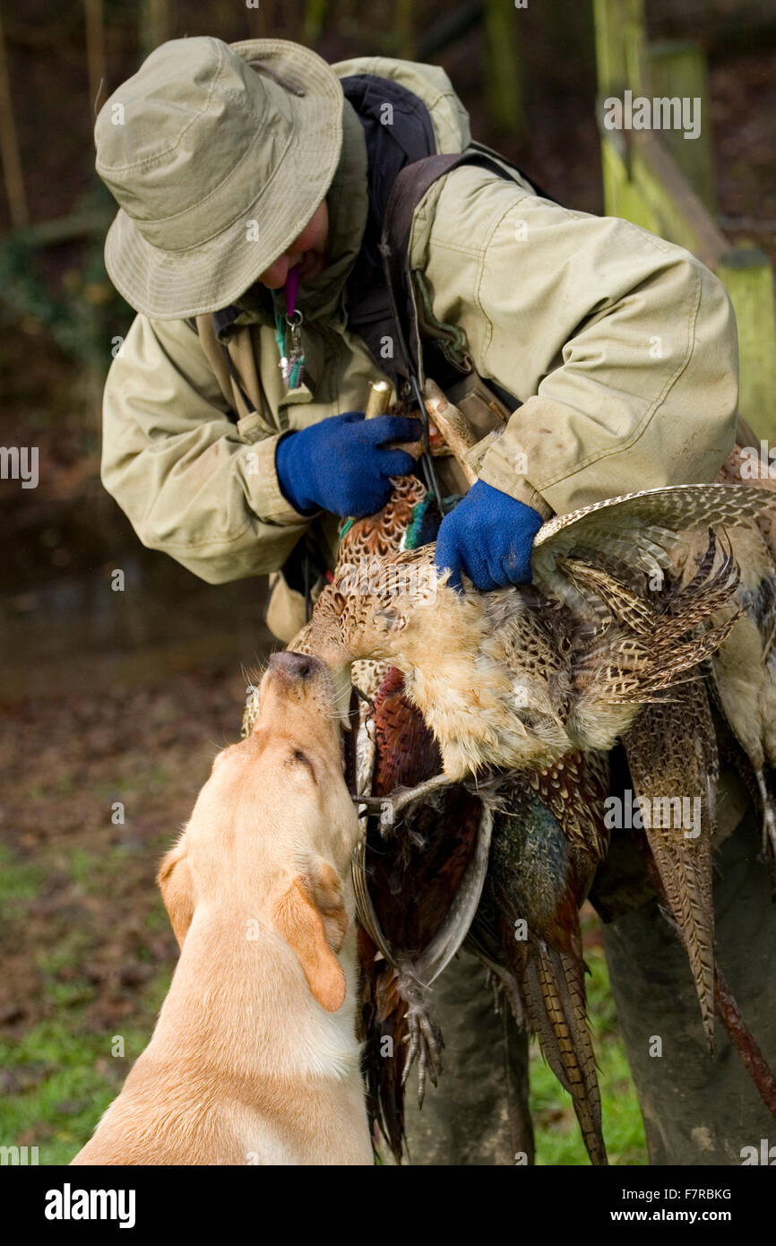 gelber Labrador Retriever abrufen einen Bauer Stockfoto