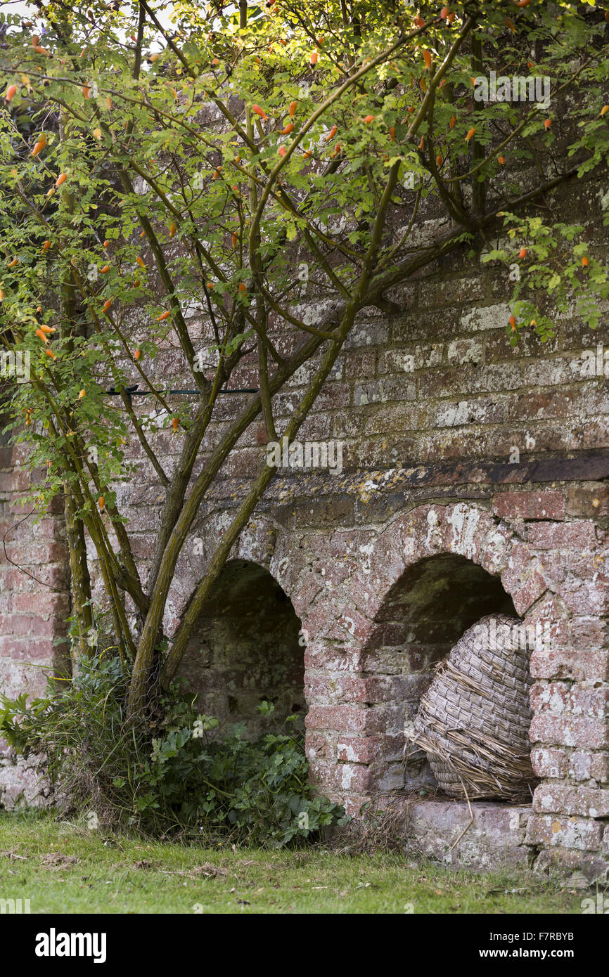 Die Biene Boles in die Eibe Garten Packwood House, Warwickshire. Packwood House Ursprünge liegen im 16. Jahrhundert, aber es war in den 1920er Jahren aufwändig restauriert. Stockfoto