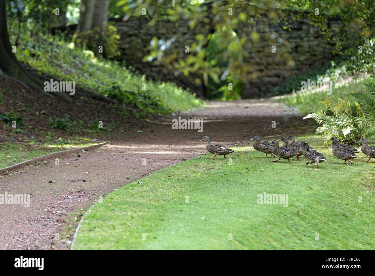 Enten im Garten in Nostell Priory, West Yorkshire. Stockfoto