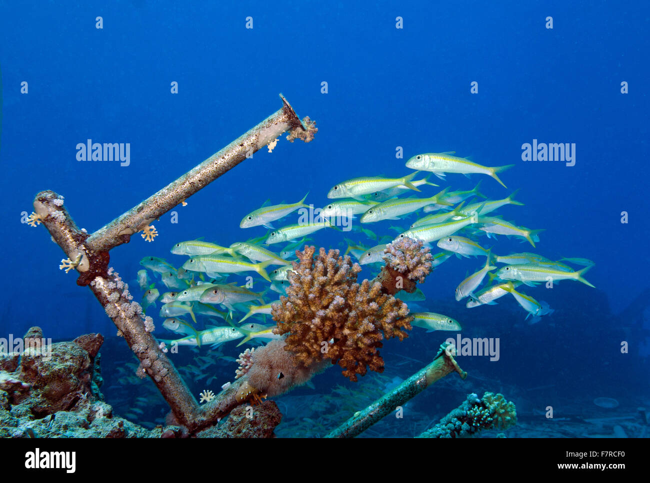 Schwarm Gelbflossen Goatfish; Mulloidichthys guentheri, Schwimmen über Schiffbruch im Roten Meer, Marsa Alam; Ägypten Stockfoto