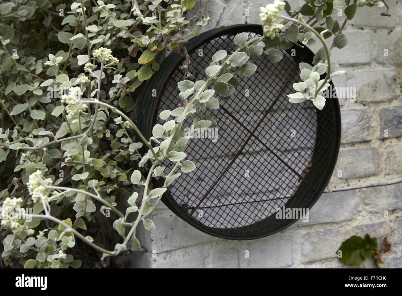 Ein Garten Sieb montiert auf einer Außenwand bei Fenton House and Garden, London. Fenton House wurde im Jahre 1686 erbaut und ist gefüllt mit Weltklasse dekorative und bildender Kunst-Sammlungen. Die Gärten sind ein Obstgarten, Gemüsegarten, Rosengarten und formale Terrasse Stockfoto