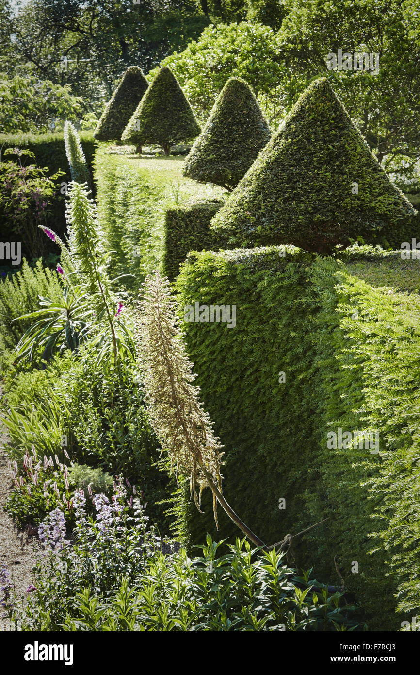 Pflanzen wachsen im Garten im Fenton House und Garden, London. Fenton House wurde im Jahre 1686 erbaut und ist gefüllt mit Weltklasse dekorative und bildender Kunst-Sammlungen. Die Gärten sind ein Obstgarten, Gemüsegarten, Rosengarten und formale Terrassen und Rasenflächen. Stockfoto
