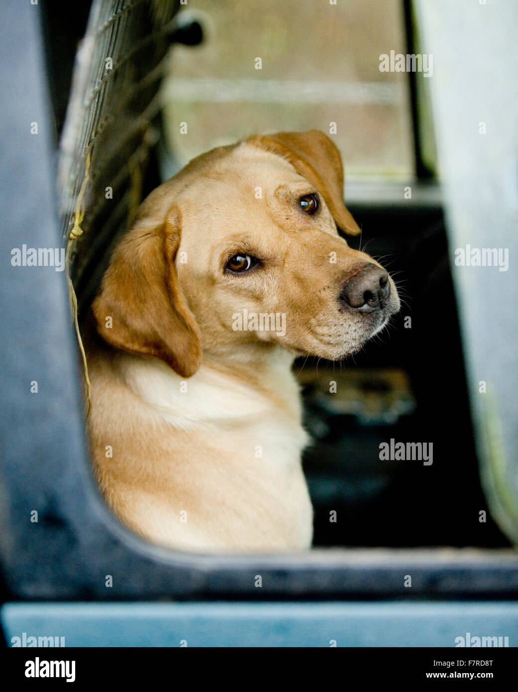 gelber Labrador Retriever auf der Rückseite Auto Stockfoto