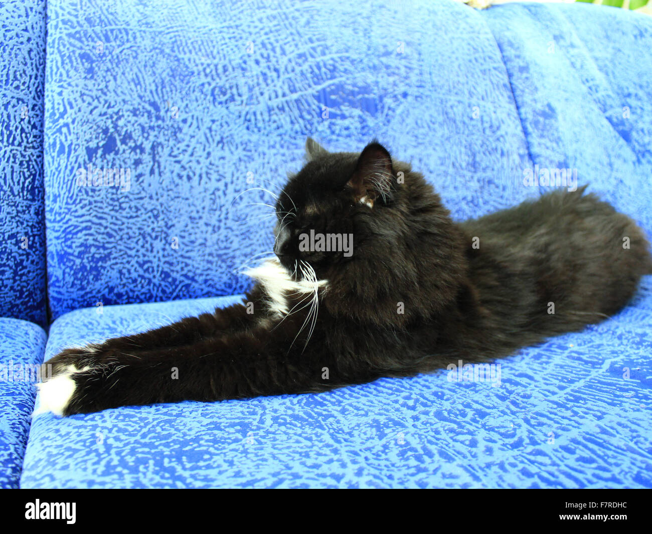 schwarze müde Katze liegt auf dem blauen sofa Stockfoto