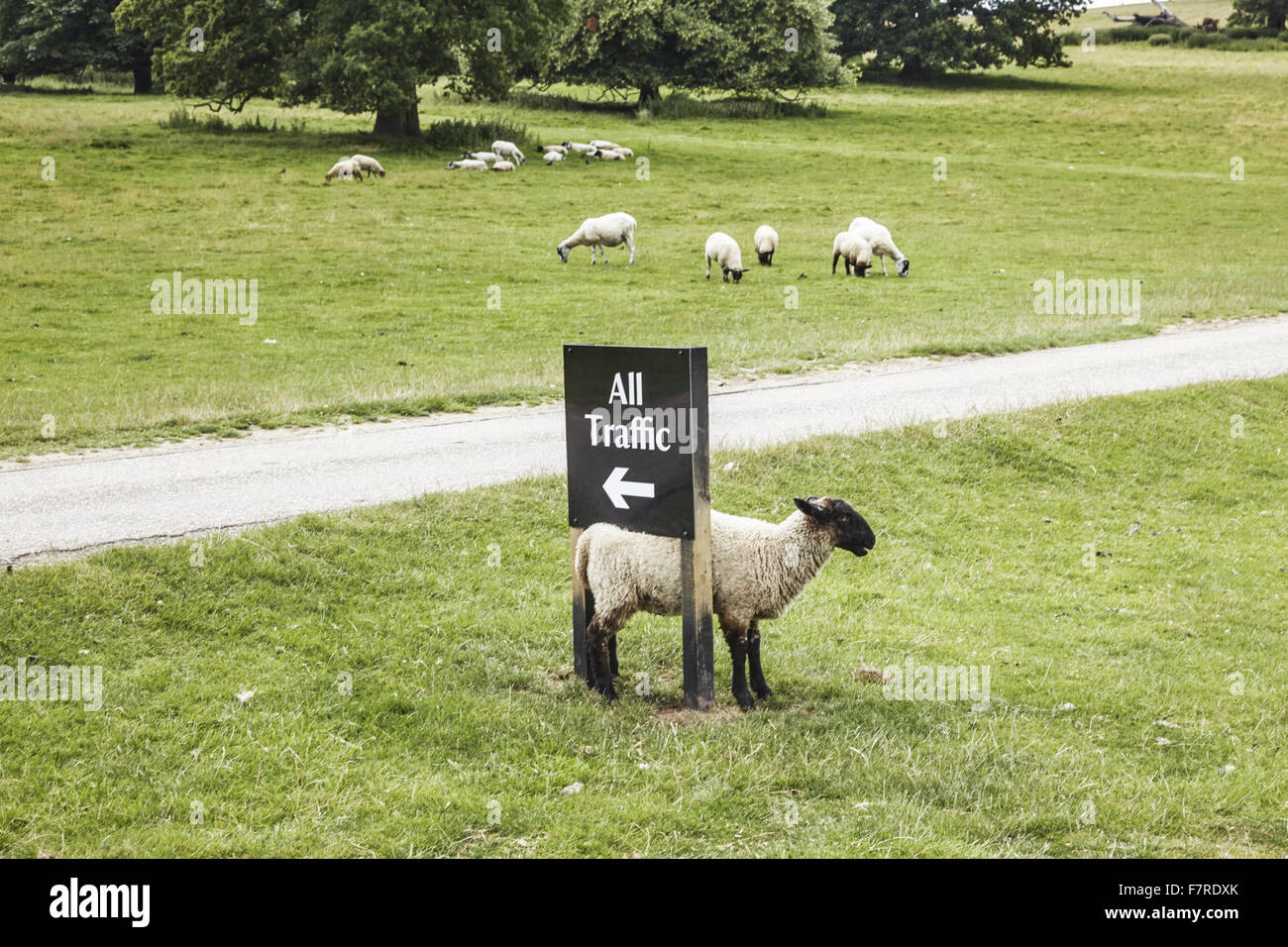 Schafe in Kedleston Hall, Derbyshire. Kedleston ist eines der größten und vollkommensten fertigen aller Eigenschaften, die von Robert Adam entworfen. Stockfoto