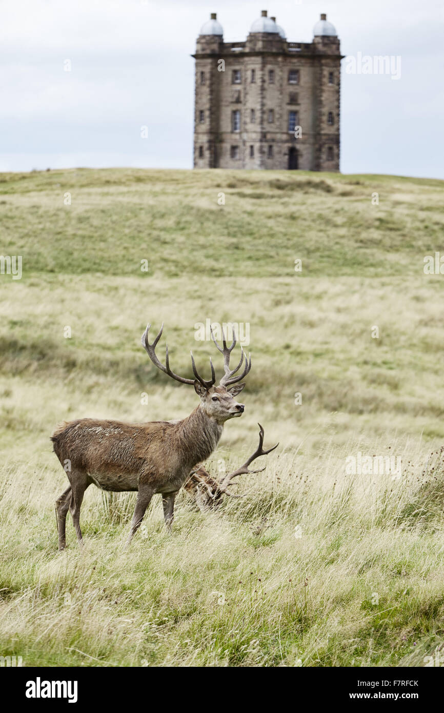 Hirsch vor dem Käfig an Lyme Park, Haus und Garten, Cheshire. Lyme Park liegt in 1400 Hektar großen Park und bietet einen herrlichen Blick über Manchester und Cheshire Plain. Stockfoto