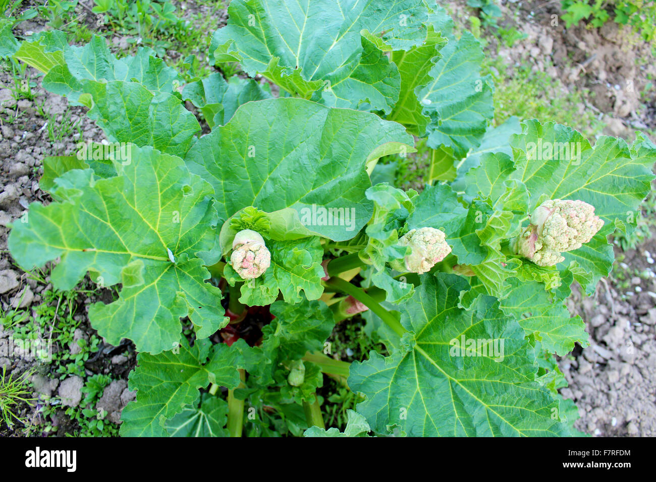 großen blühenden Busch von Rhabarber mit Blumen Stockfoto