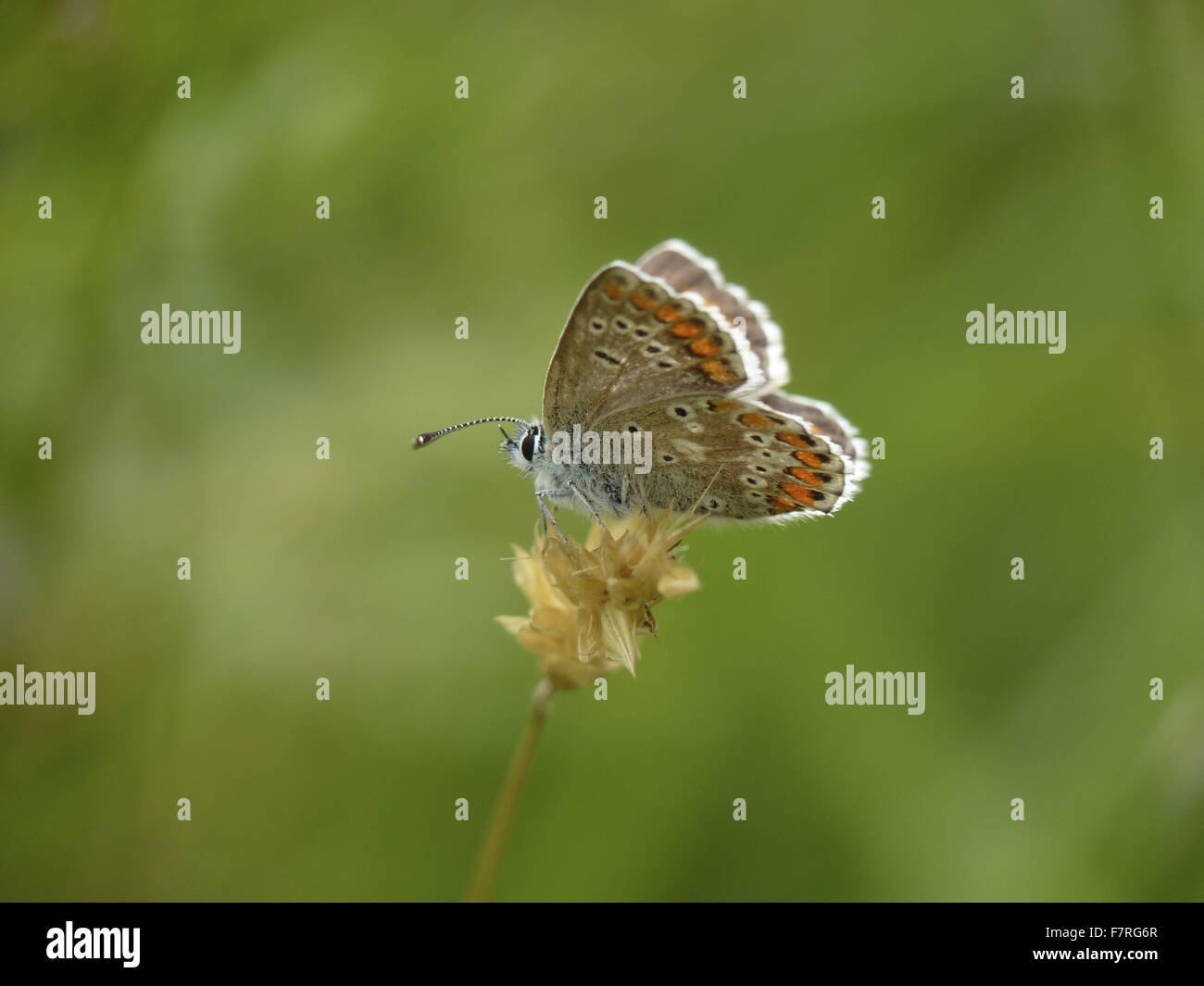 Nördlichen Brown Argus Schmetterling, Unterseite Stockfoto