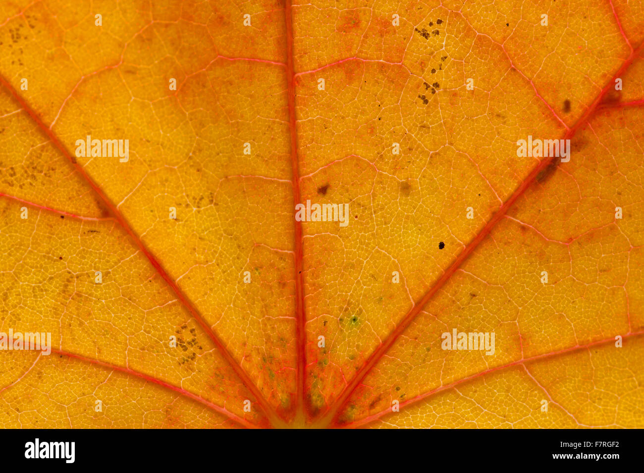 Spitz-Ahorn (Acer Platanoides) Großaufnahme des Blattes in orange Herbstfärbung zeigt Venen Stockfoto