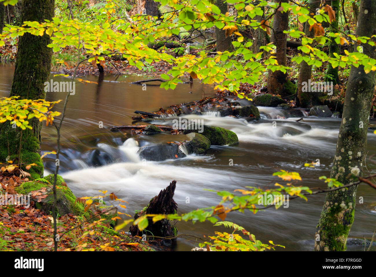 Fluss Skaeran im Herbst im Nationalpark Söderåsen, Skane / Scania, Schweden Stockfoto