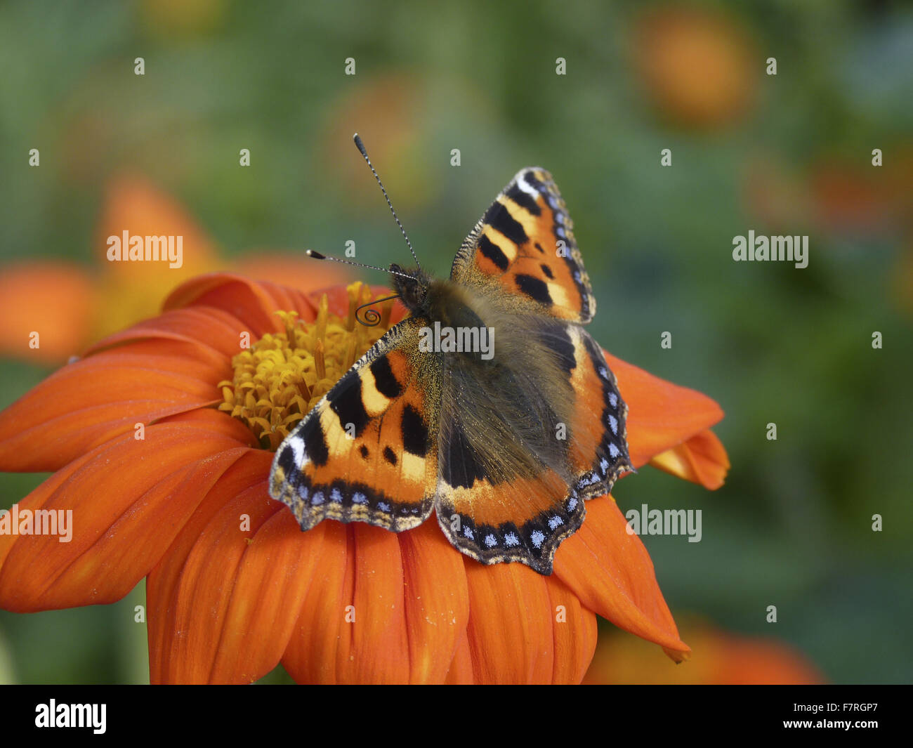 Kleiner Fuchs Schmetterling auf Tithonia Stockfoto