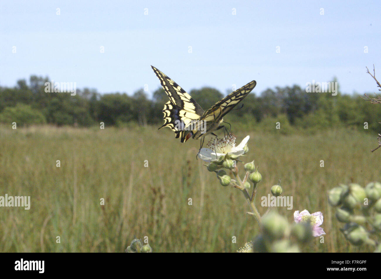 Schwalbenschwanz-Schmetterling, aufgenommen am Catfield Fen National Nature Reserve, Norfolk Stockfoto