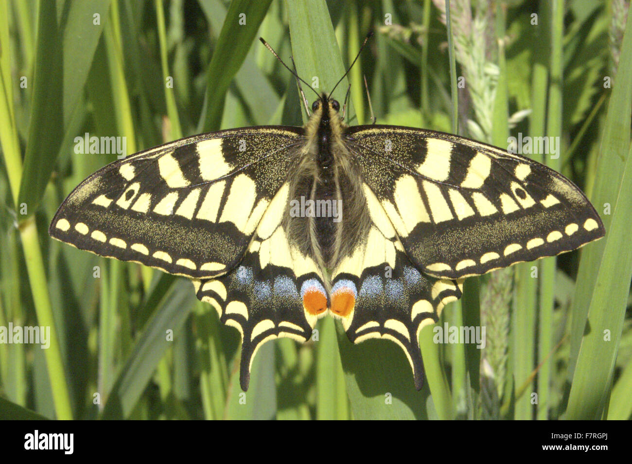 Schwalbenschwanz-Schmetterling, aufgenommen am Catfield Fen National Nature Reserve, Norfolk Stockfoto