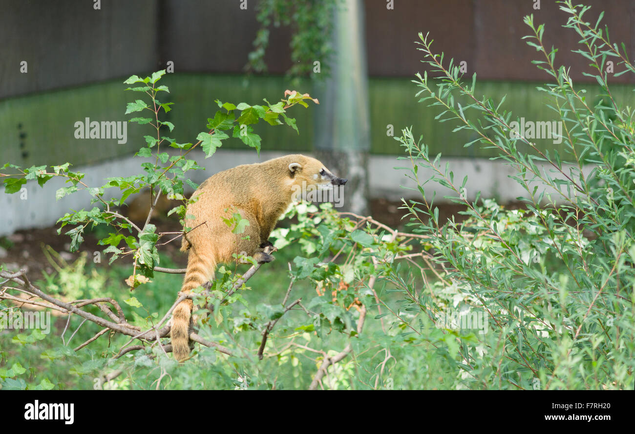 der große Nase Waschbär nach Mahlzeit sehr fröhlich Zeit verbringt Stockfoto