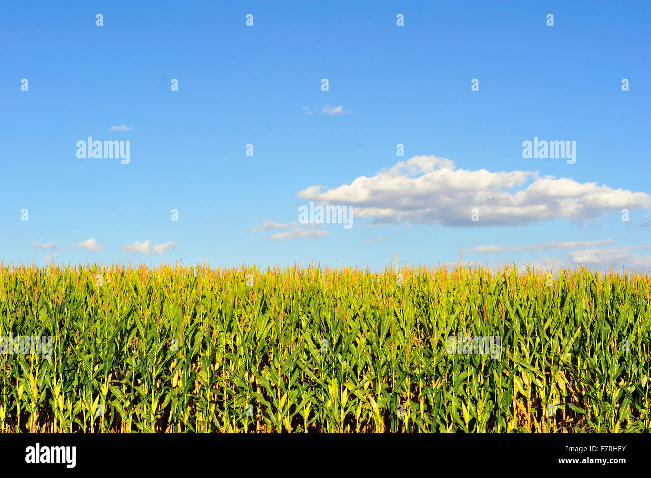 Geräumige Himmel über reiche ältere Kulturen ein symbolisches Bild der Landwirtschaft in den Mittleren Westen der USA. Hampshire, Illinois, USA. Stockfoto