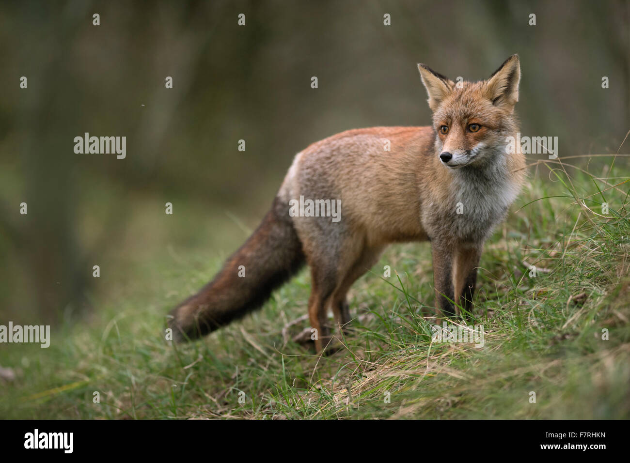 Rotfuchs / Rotfuchs ( Vulpes vulpes ) steht auf einem kleinen grasbewachsenen Hügel, neben dem Rand eines Waldes, blickt zurück, Tierwelt, Europa. Stockfoto