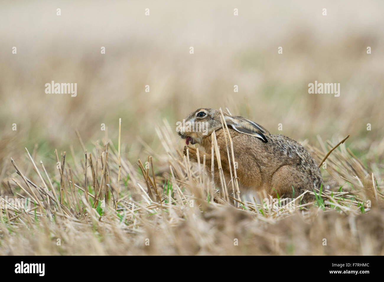 Lustige braune Hare / Europäische Hasen / Feldhase (Lepus Europaeus) lecken, Reinigung seiner Pfoten, sitzt auf einem Feld zwischen Stoppeln. Stockfoto