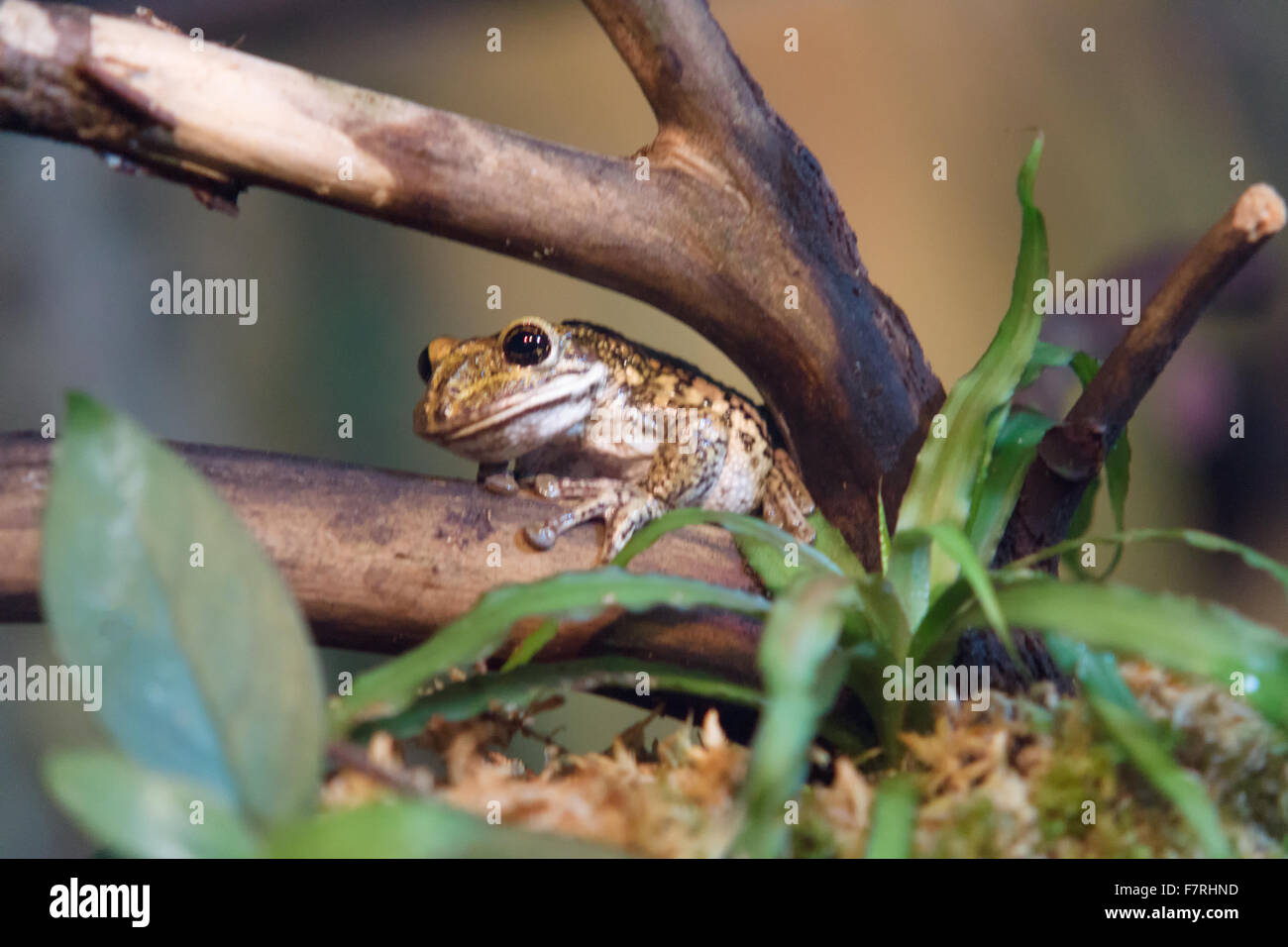 der einsame schöne Frosch sitzt unter Ästen und lässt Stockfoto