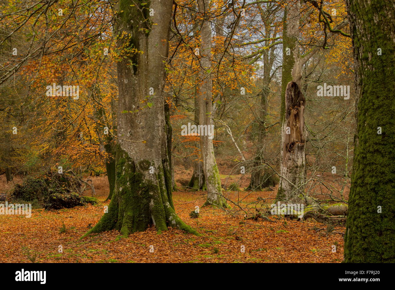 Weidegras Buche Wald im Herbst in Mark Eschenholz, New Forest. Stockfoto