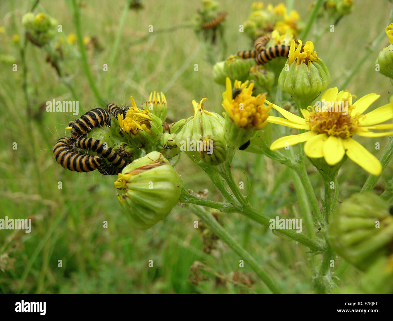 Zinnober Motte Raupen auf Kreuzkraut Stockfoto