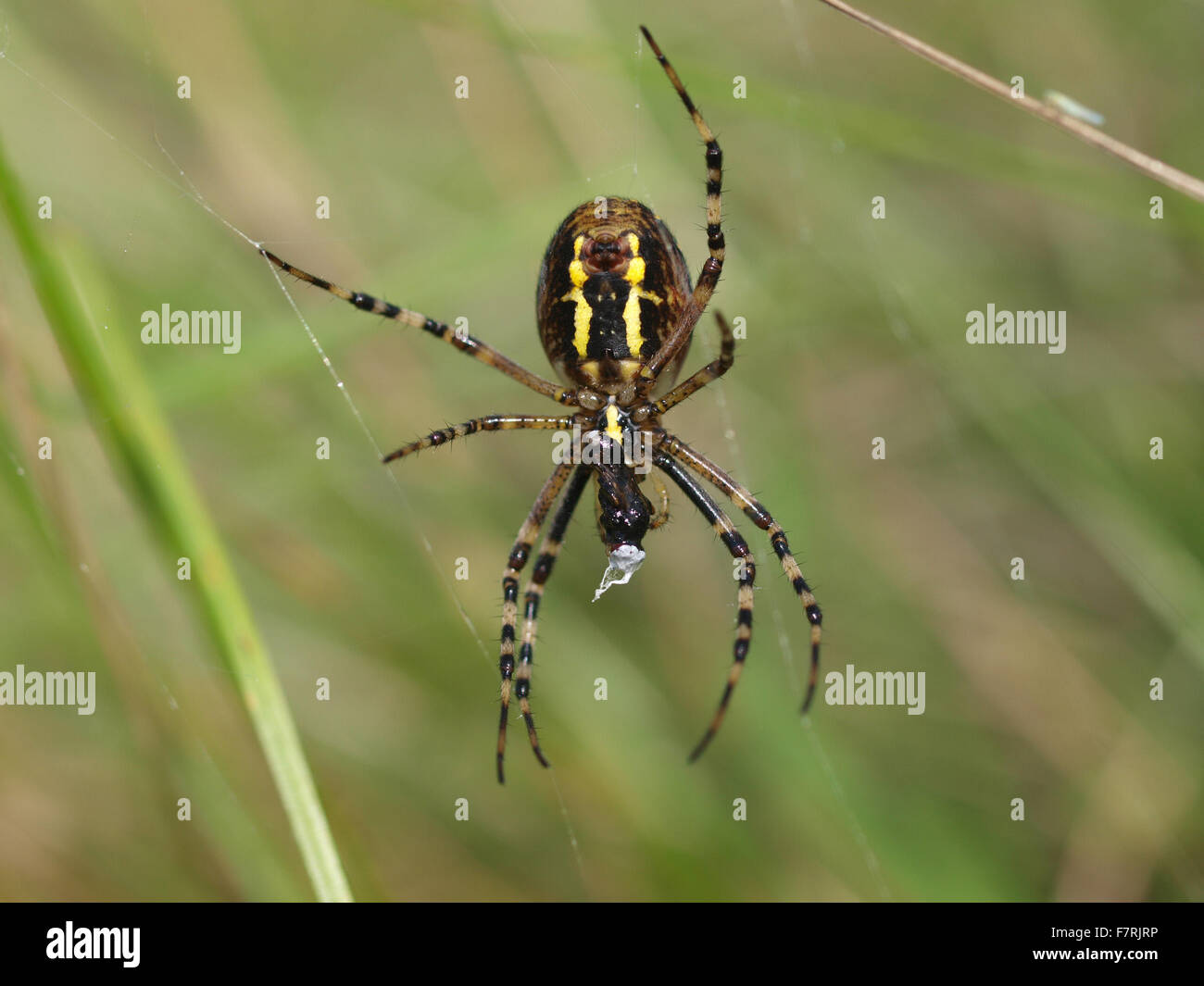 Wasp Spider im web Stockfoto