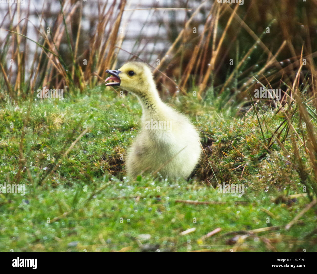 Gosling, an den Rand des Wassers Stockfoto