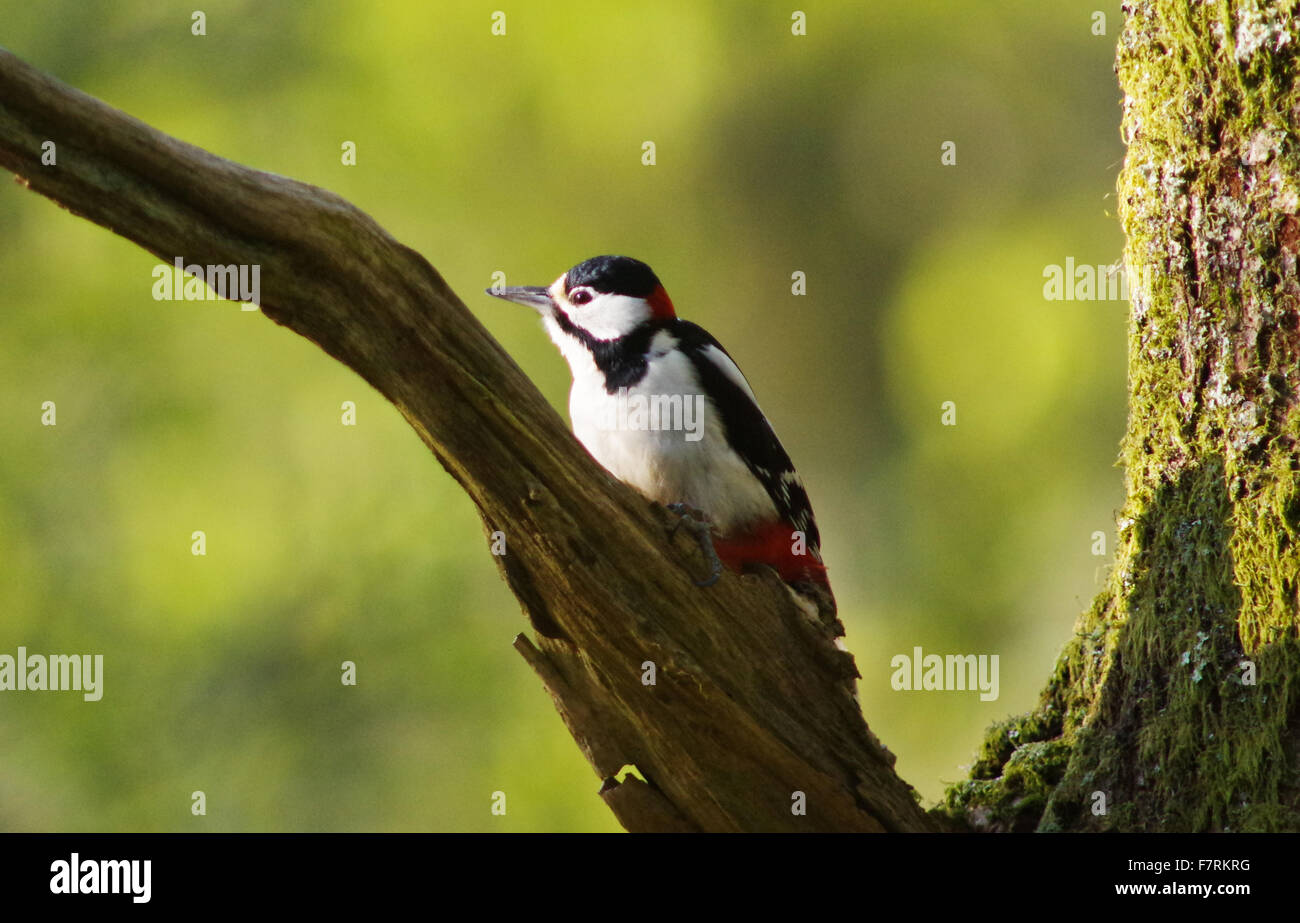 Buntspecht, auf einem Ast Stockfoto