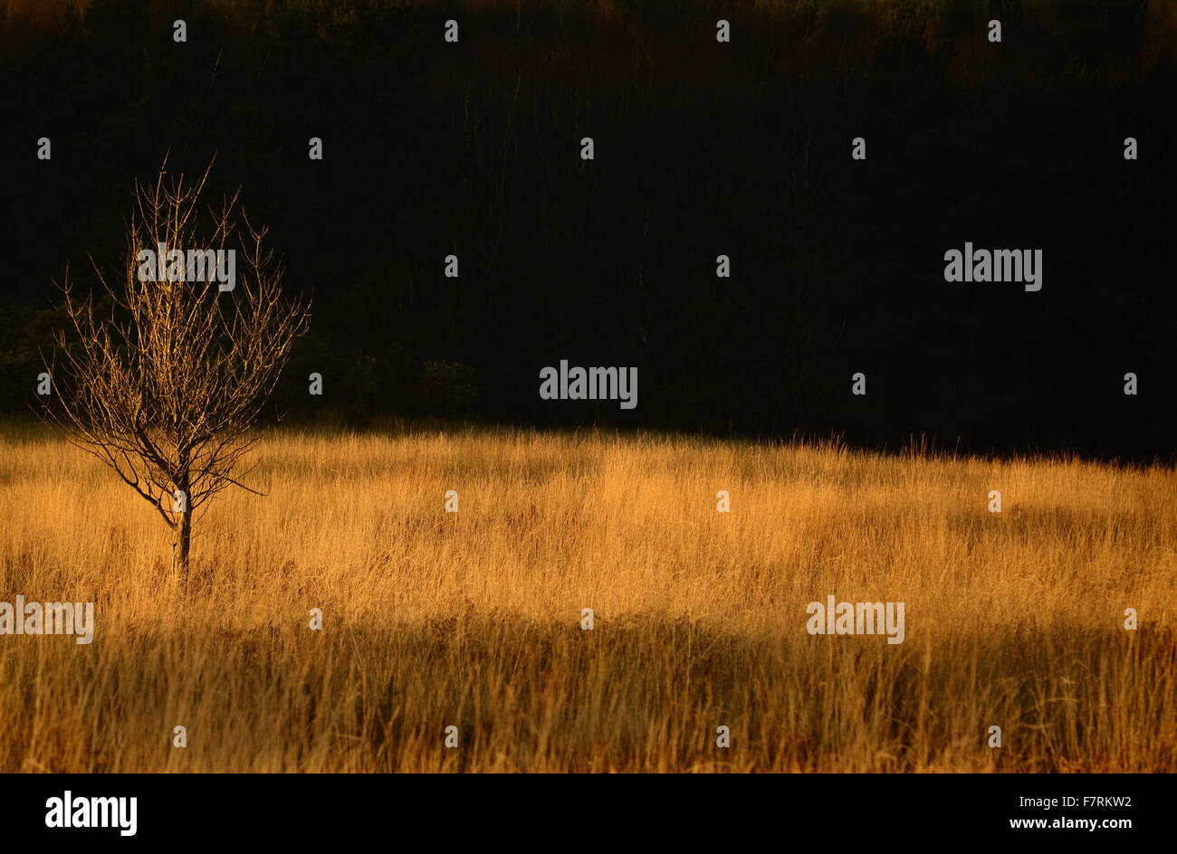 Einsamer Baum in einem Feld, Ashdown Forest, Sussex, England Stockfoto