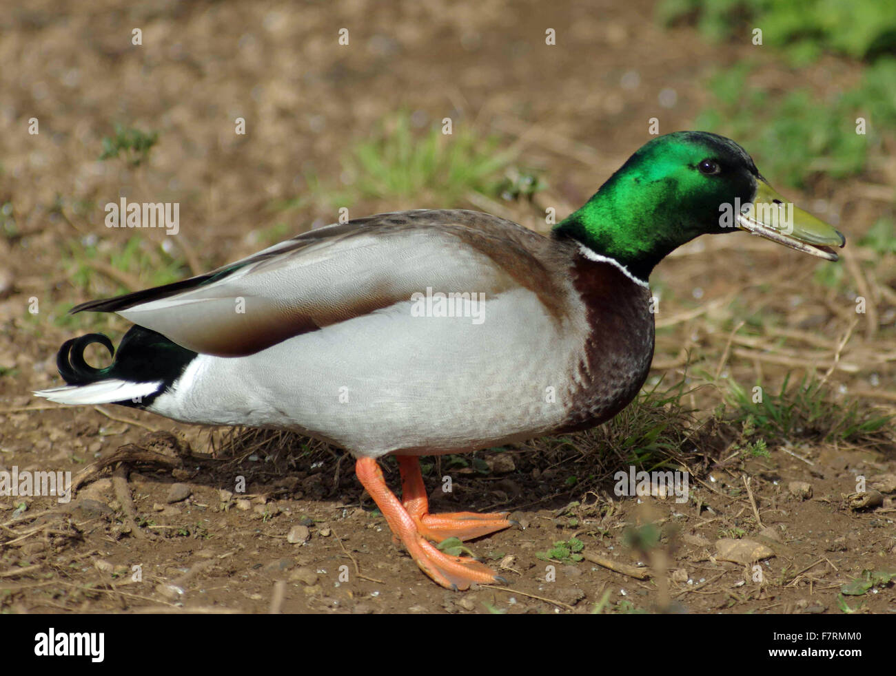 Stockente. Männlich (Drake) an Land auf Calke Abbey. Stockfoto