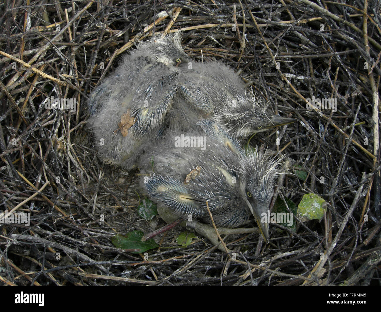 Graureiher Küken im nest Stockfoto