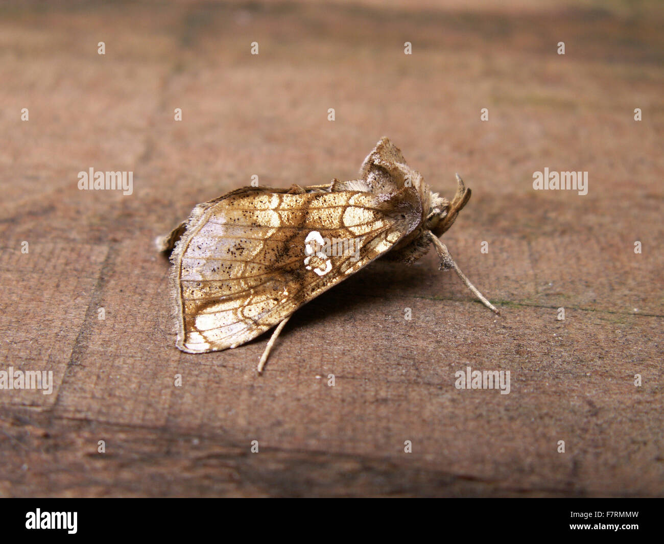 Goldene Plusia Motte Stockfoto