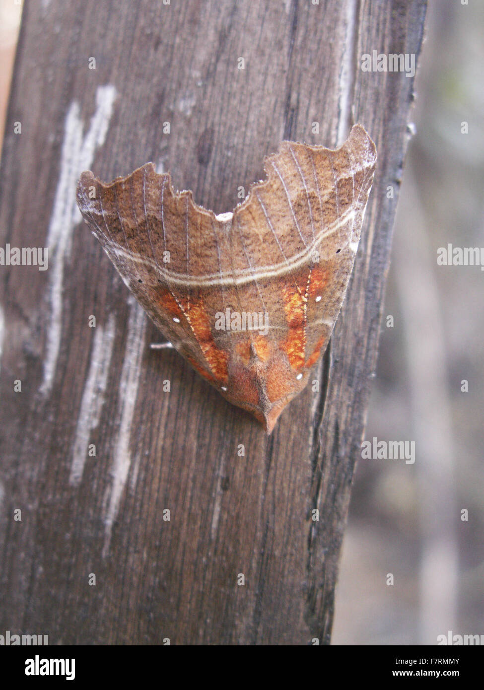 Herald moth Stockfoto