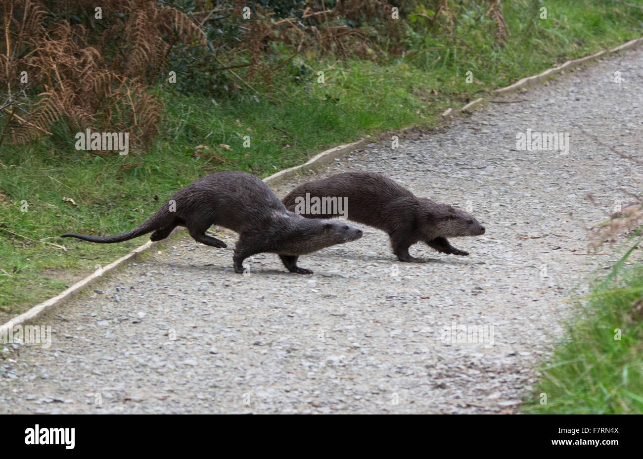 Zwei Otter, kreuzen den Weg Stockfoto