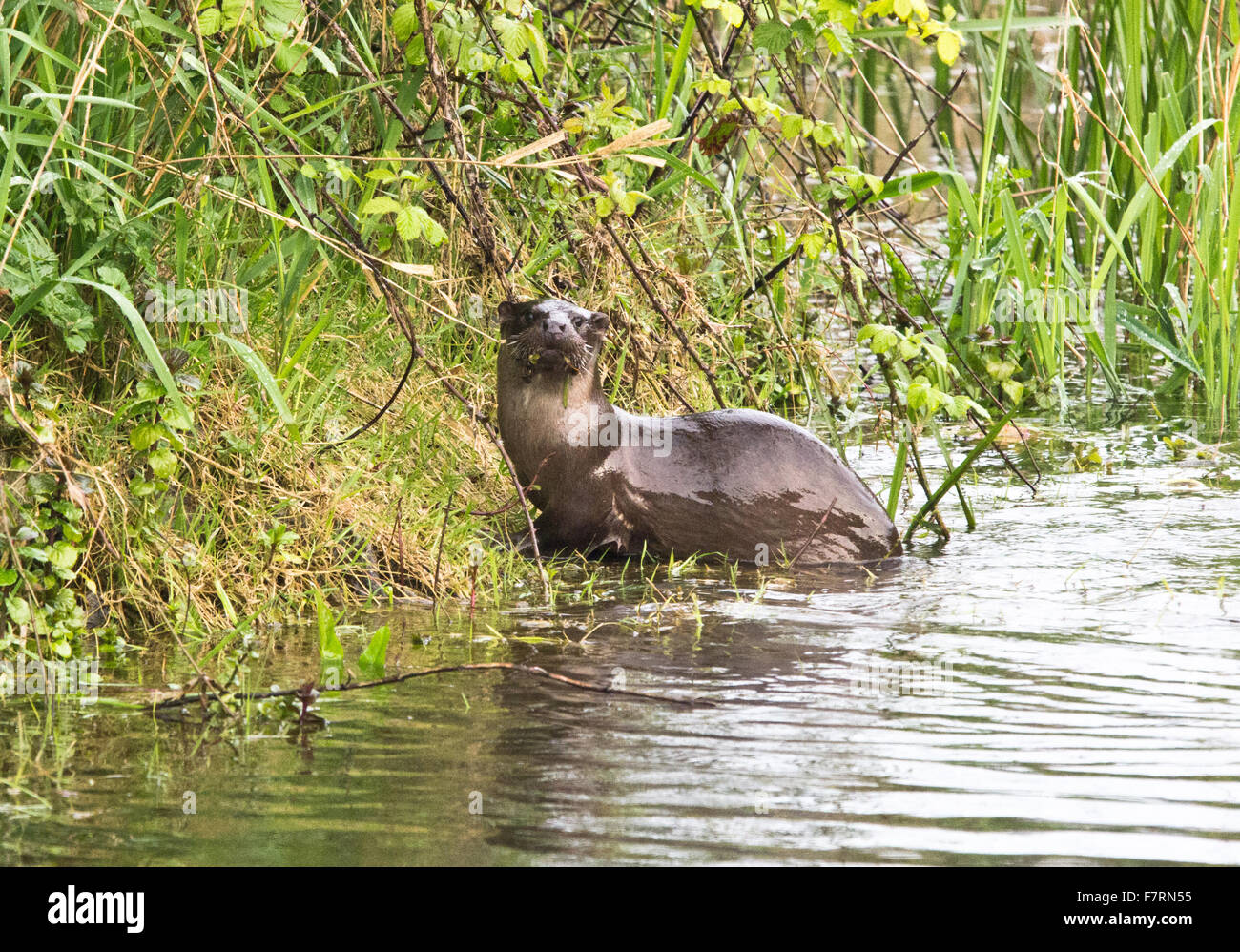 Otter aus dem Wasser auf der bank Stockfoto