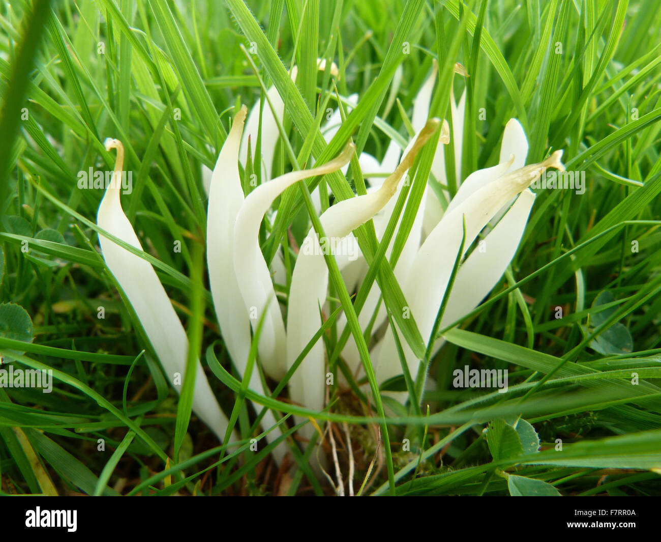 Weiß Spindeln im Rasen wachsen Pilze Stockfoto