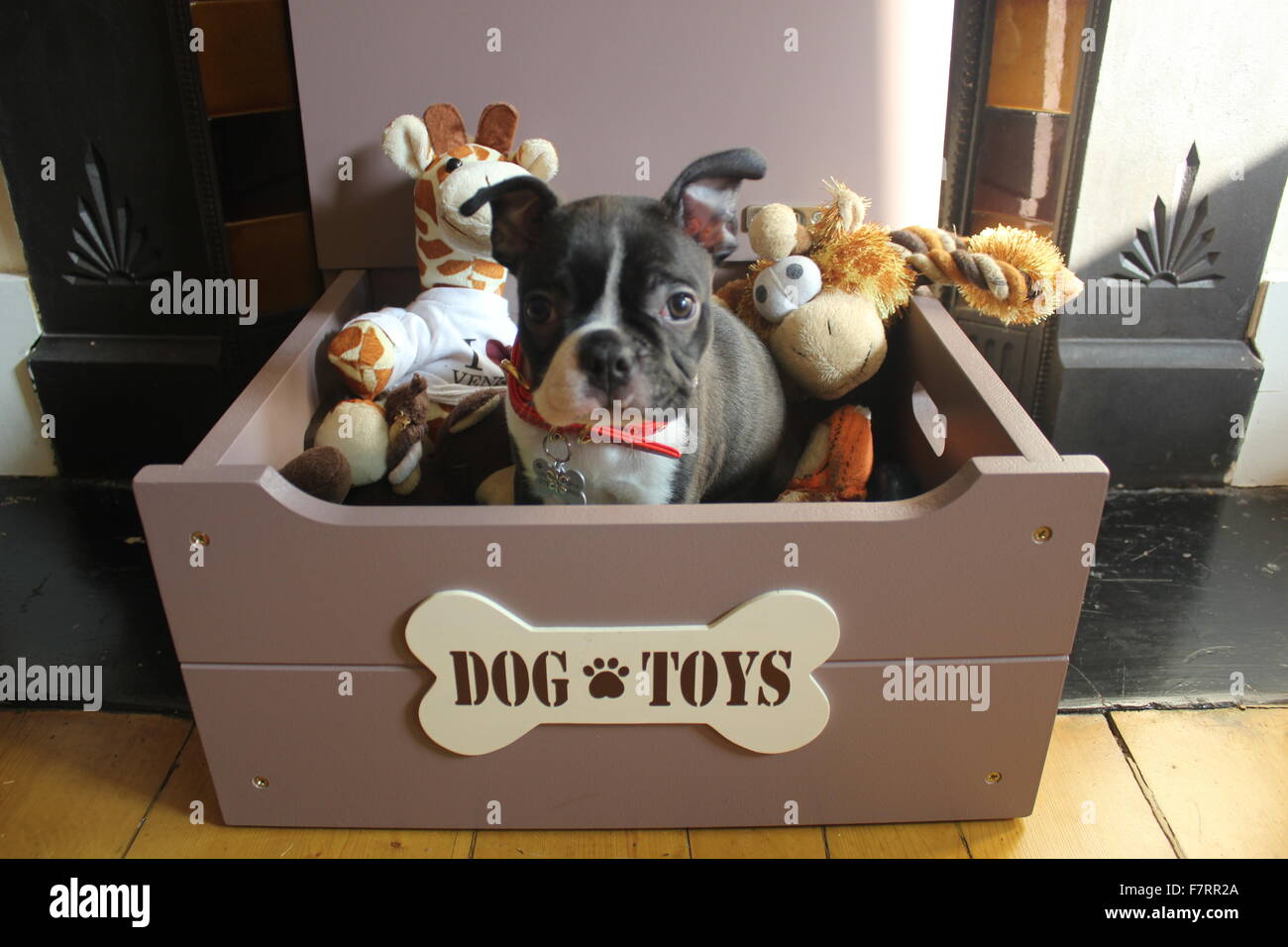 Boston Terrier Welpen Stockfoto