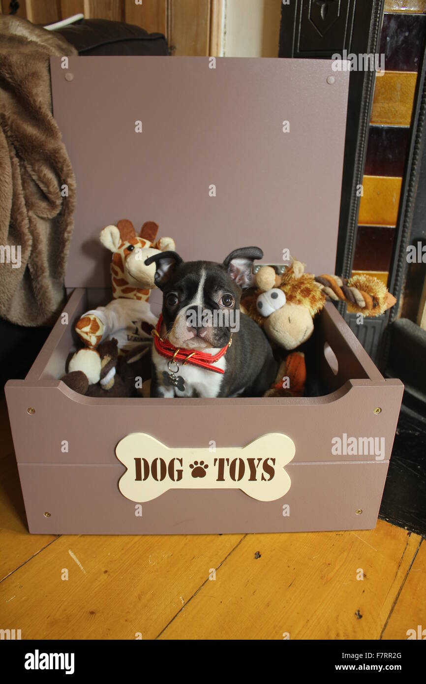 Boston Terrier Stockfoto