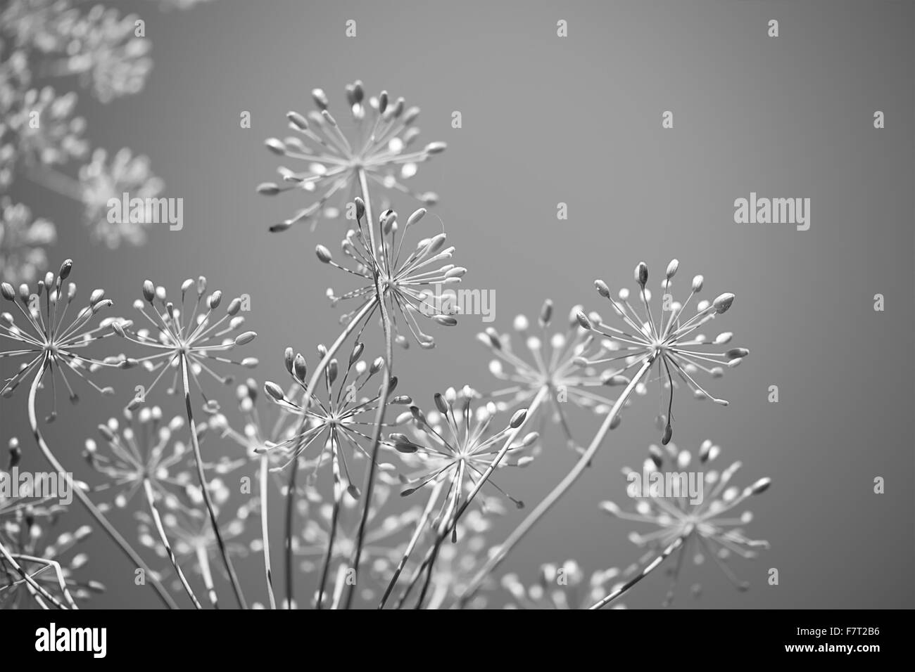 Monochrom Schwarz / Weiß floral Hintergrund für den Frühling Stockfoto