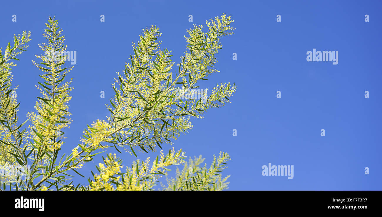 Hellen australischen Frühling Hintergrund mit Akazie Fimbriata, Golden Wattle, flauschige Blüten blühen gegen blauen Himmel Stockfoto