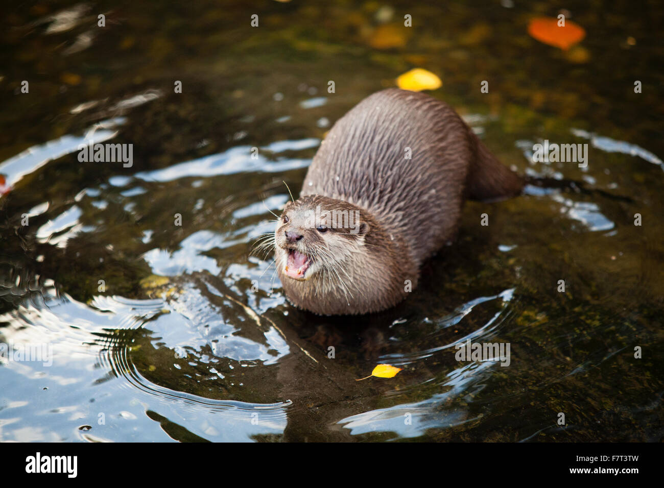 Asiatischen kurze Krallen Otter im Wasser Stockfoto