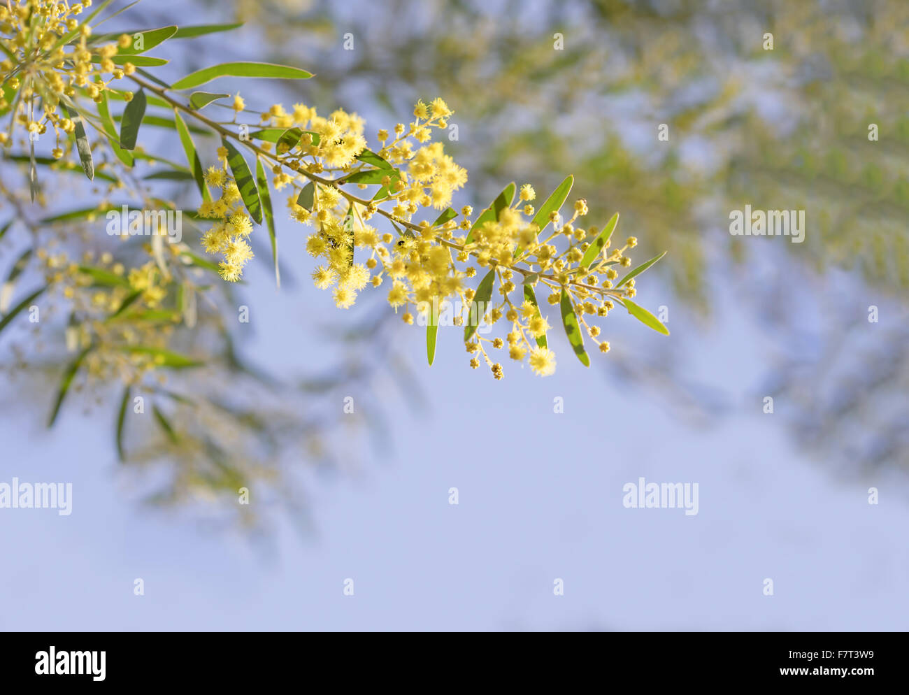 Australien-Winter und Frühling gelbe Wildblumen Akazie Fimbriata, allgemein bekannt als die Fransen Flechtwerk oder Brisbane Golden Wattle Stockfoto