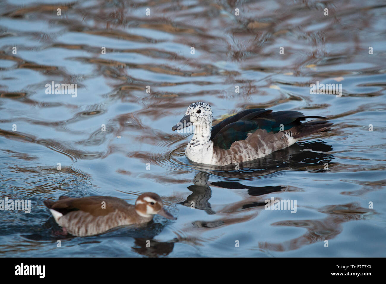 Kamm-Ente, Pantanal aus Südamerika Stockfoto