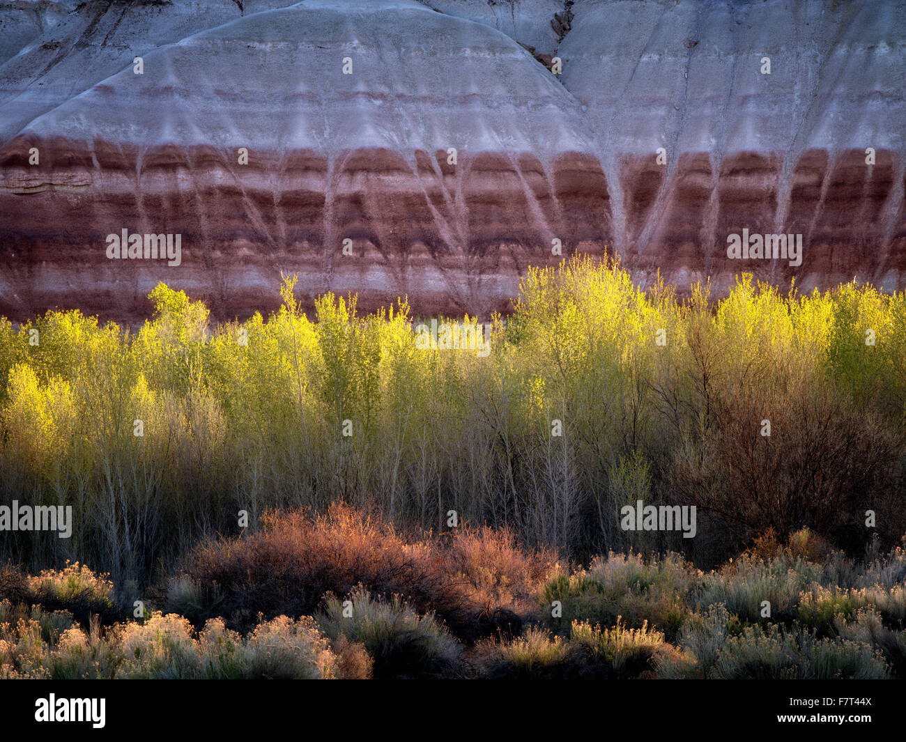 Pappeln und bunten Klippen. Capitol Reef National Park, Utah Stockfoto