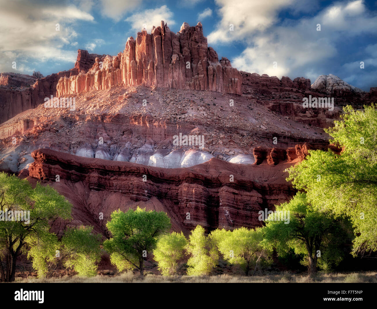 Das Schloss mit Pappeln mit neuen Frühling Wachstum. Fruita, Capitol Reef National Park, Utah Stockfoto