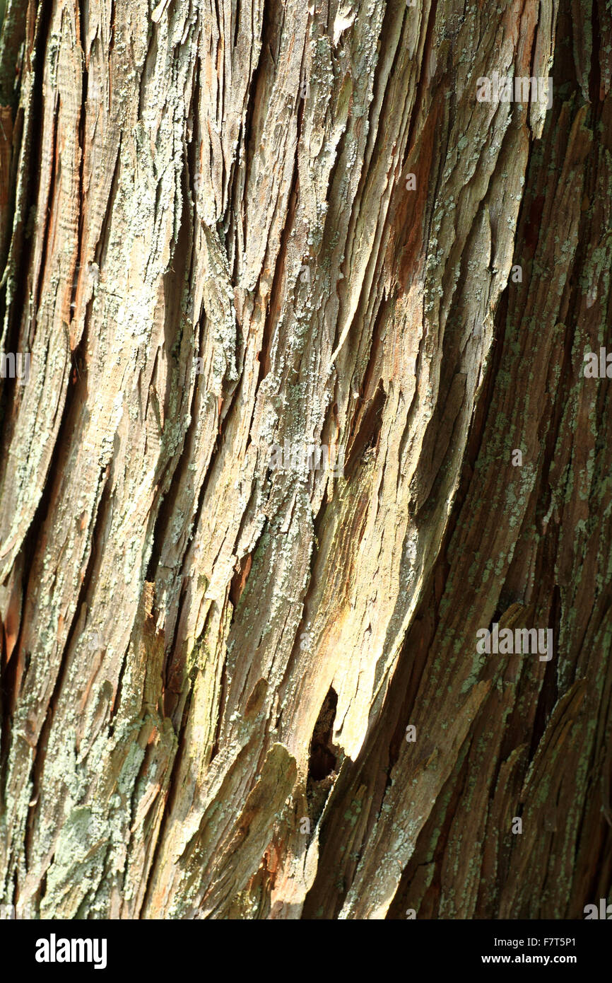 Baumrinde des japanischen Cedara (Cryptomeria Japonica) in Japan Stockfoto