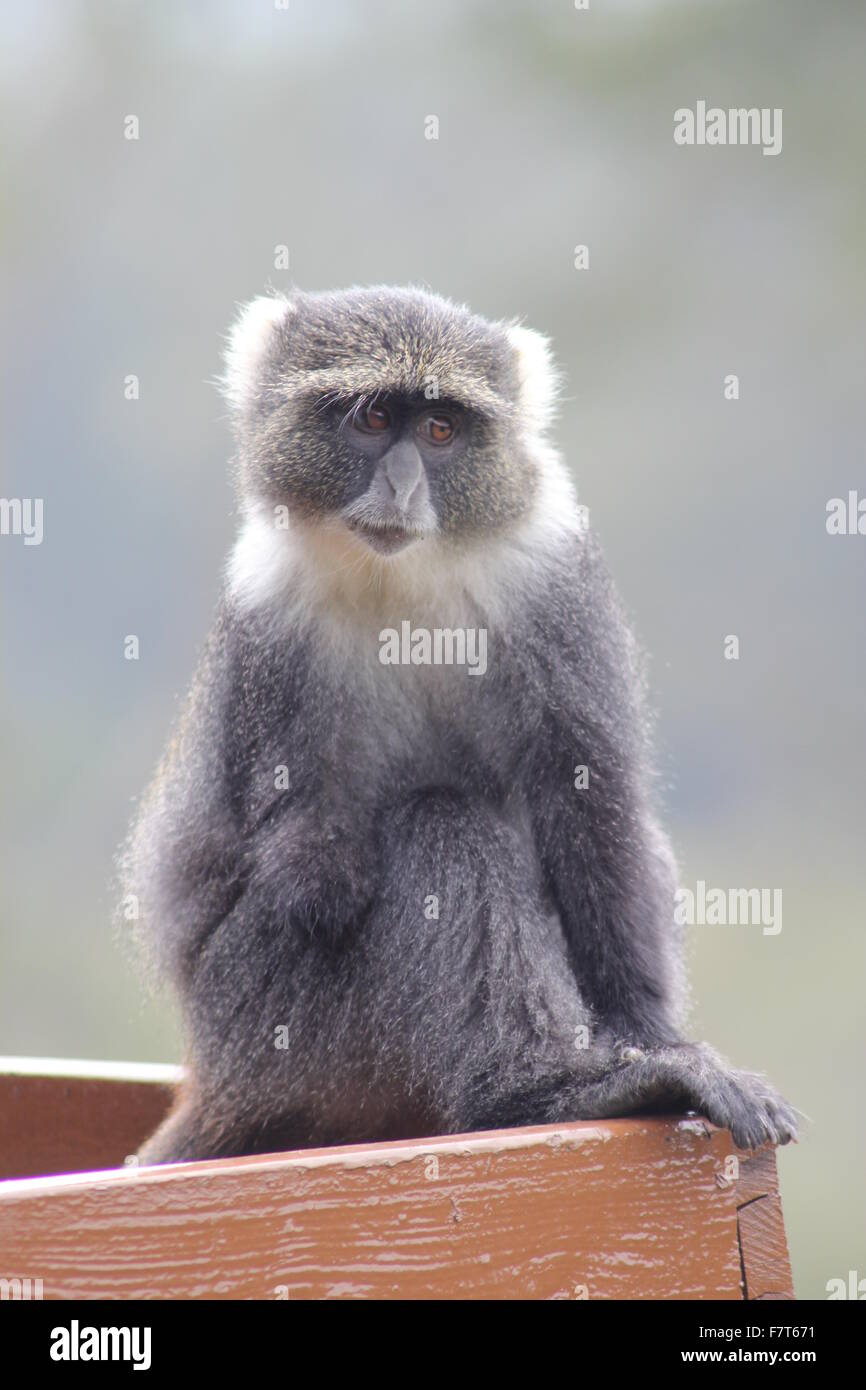 Sykes Affen Stockfoto