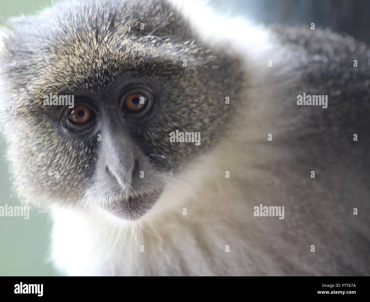 Sykes Affen Stockfoto