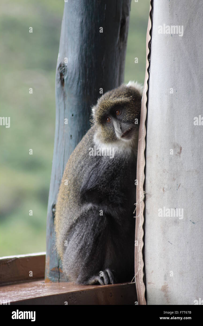 Sykes Affen Stockfoto