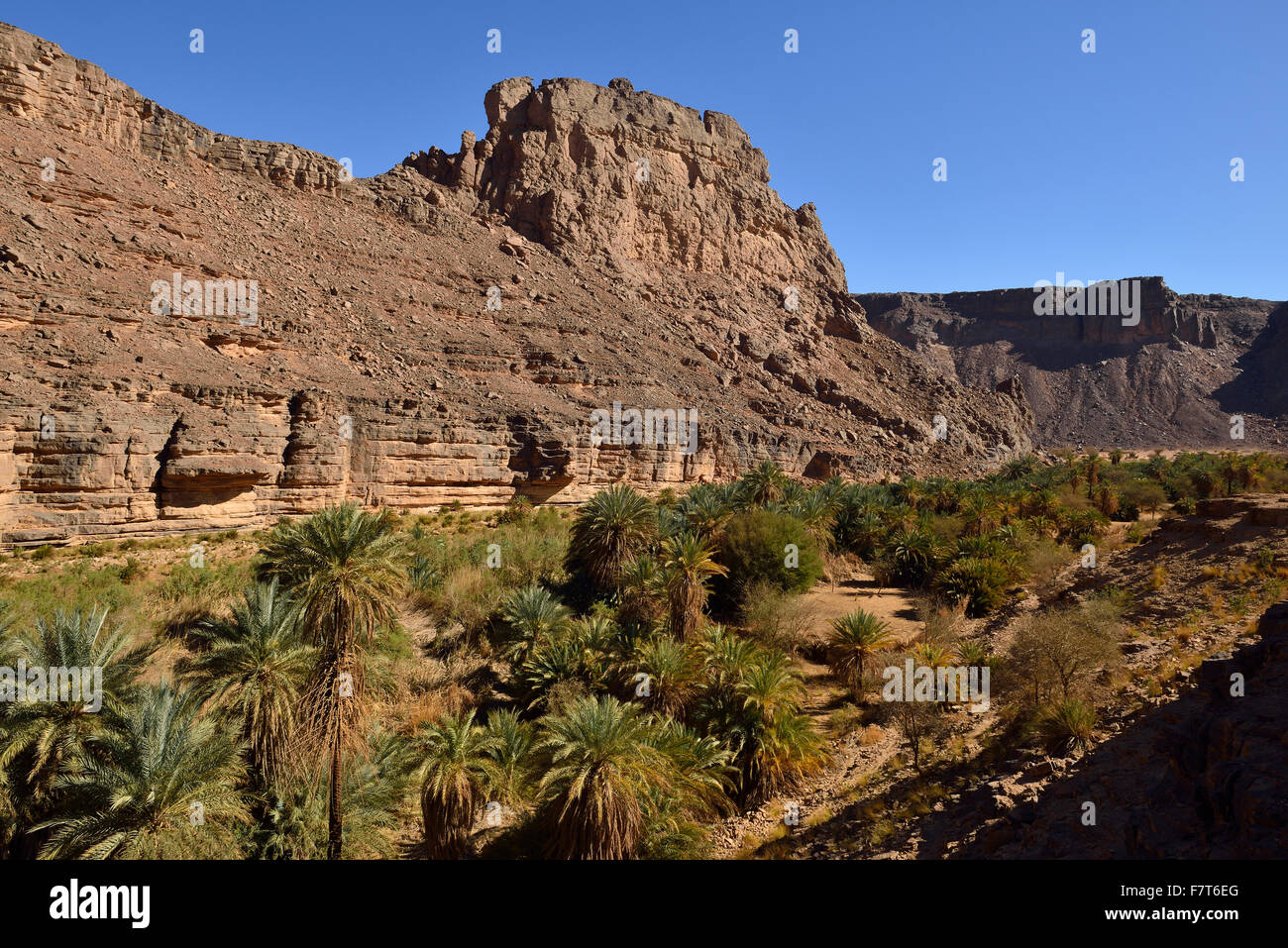 Palmenhain in Iherir Canyon, Tassili n ' Ajjer National Park, UNESCO-Weltkulturerbe, Wüste Sahara, Nordafrika, Algerien Stockfoto