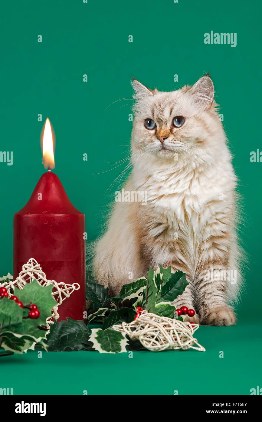 Britisch Kurzhaar Katze blickt auf eine brennende Kerze, Weihnachtsschmuck Stockfoto